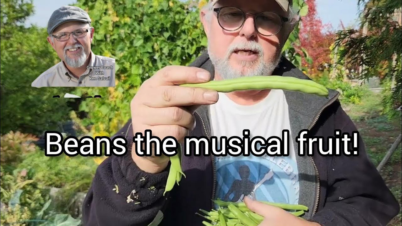 Harvesting fresh Vegetables Pole Beans and Carrots!