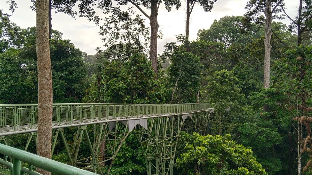 Sky walk Sepilok , Rainforest Discovery Center Sandakan Sabah Borneo