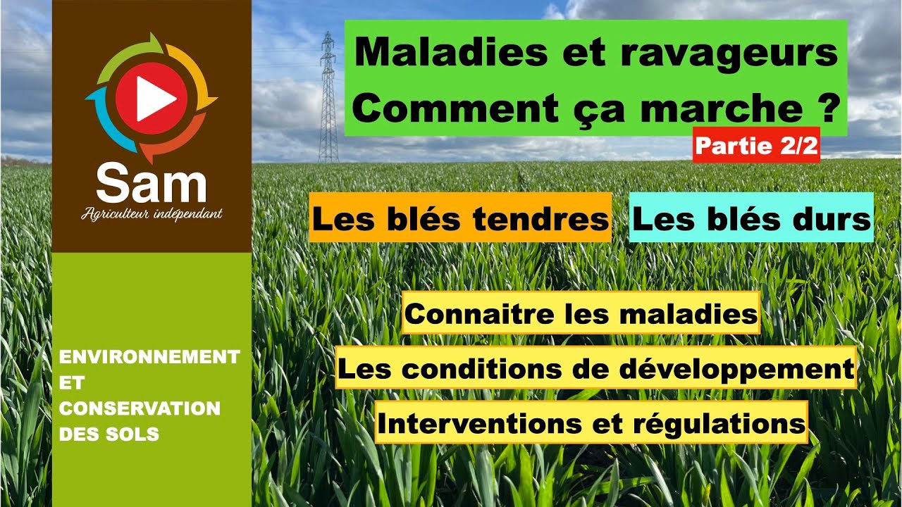 Observer, connaitre et comprendre les maladies des blés.La régulation comment ça marche ? Partie 2/2
