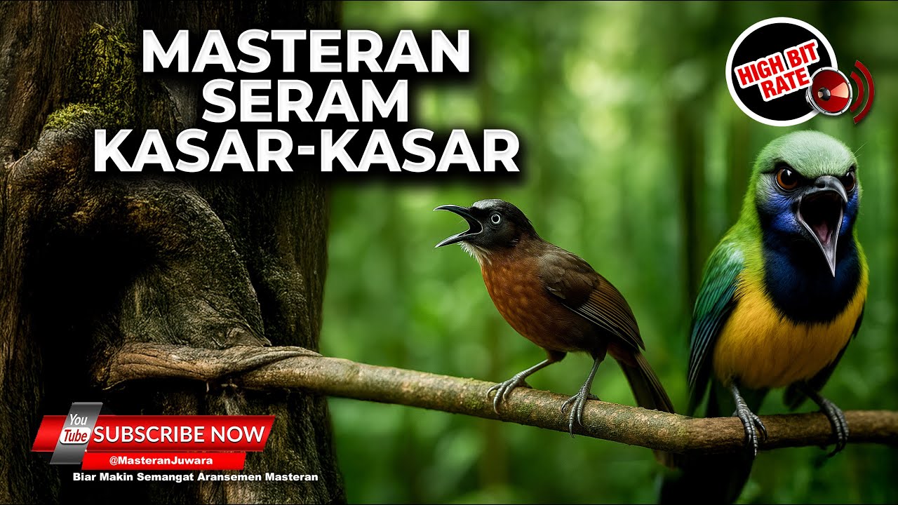 🔴 Kompilasi Masteran Ngetik Ngekek Nembak Materi Cucak Cungkok Gacor dan Tepus Kepala Abu Gacor