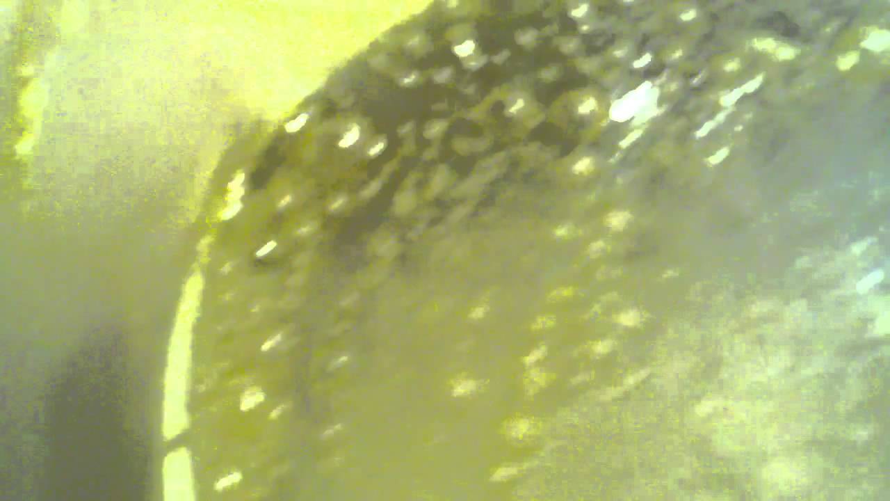 Honey Oil Hash Extraction