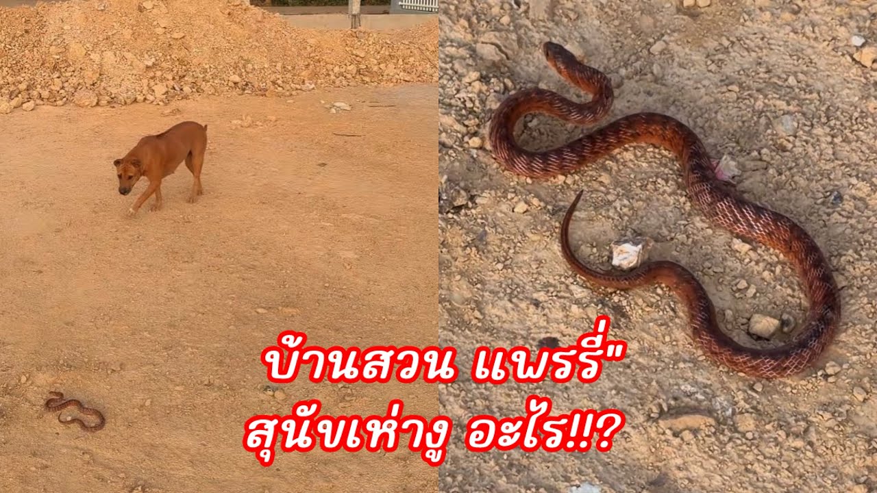 สุนัขเห่าไม่หยุด!! ทุกคนงูอะไร ตัวใหญ่มาก “บ้านสวนแพรรี่” 