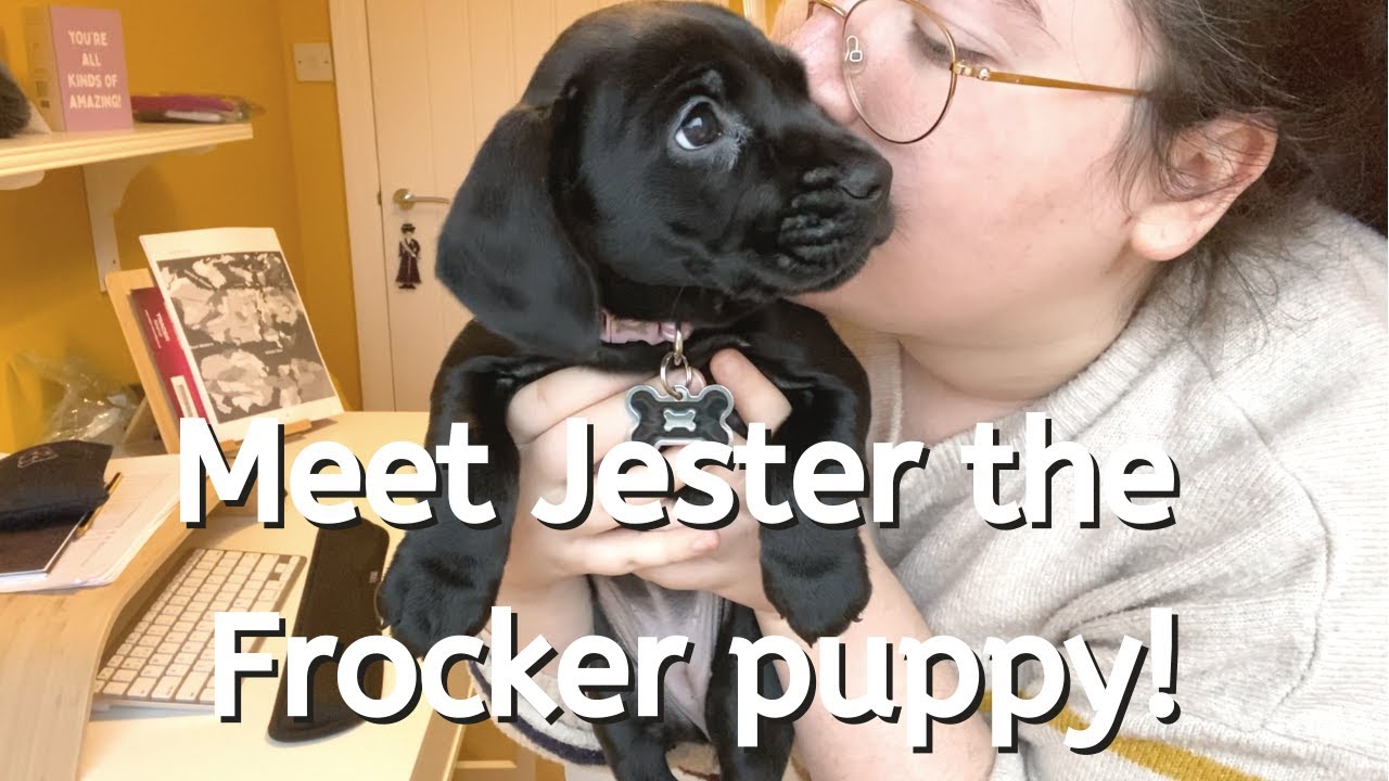 Getting a Puppy as a PhD student | What should you consider?