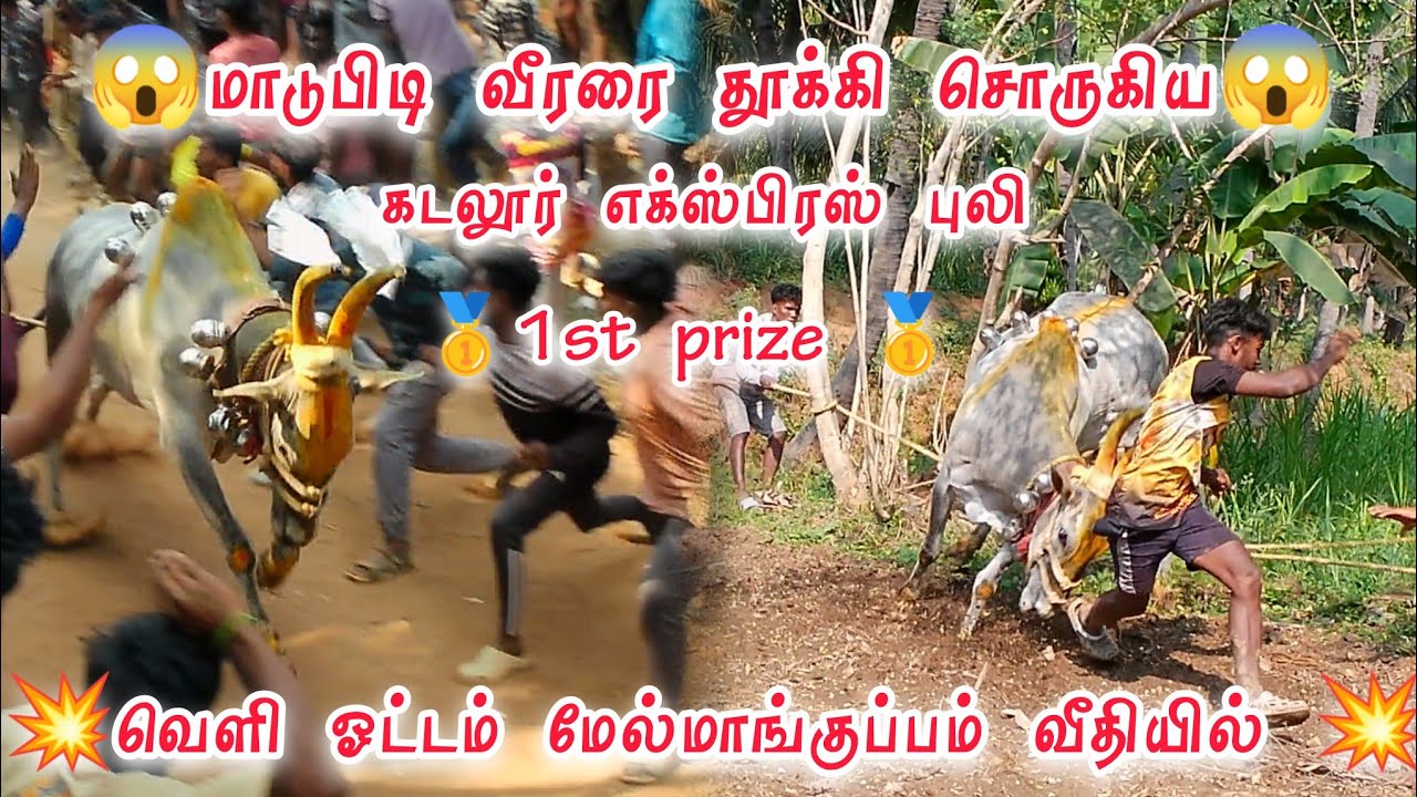 😱மாடுபிடி வீரரை தூக்கி சொருகிய😱 💥கடலூர் எக்ஸ்பிரஸ் புலி 🥇1st prize 🥇 மேல்மாங்குப்பம் வீதியில் 💥