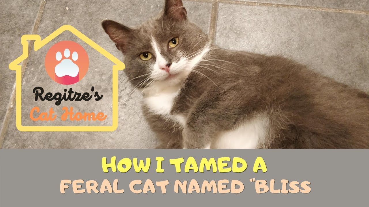 How I Tamed a Feral Cat named Bliss
