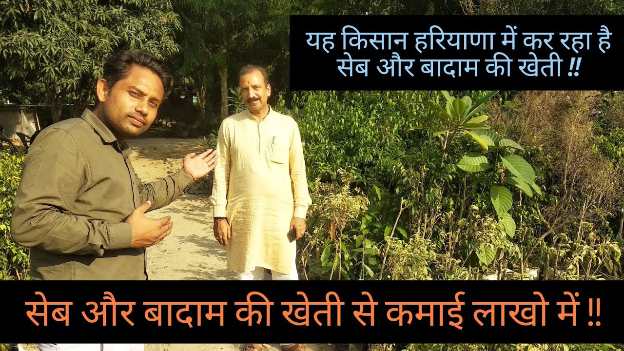 सेब और बादाम की खेती से कमाई लाखो में || Apple Farming ||Almond Farming || Hello Kisaan