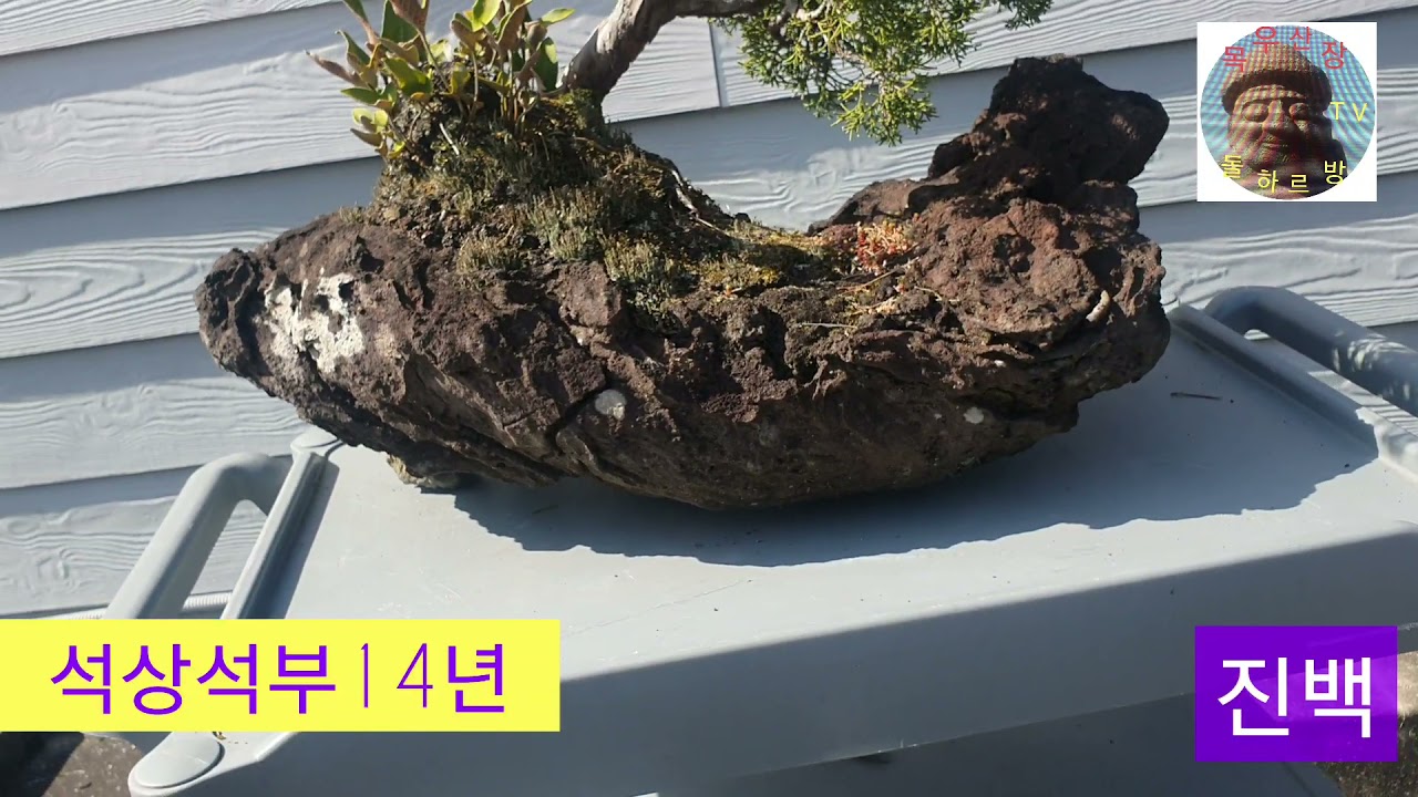 명품분재#석부작 마지막분재무게는 8ㅇkg로 바로잡습니다