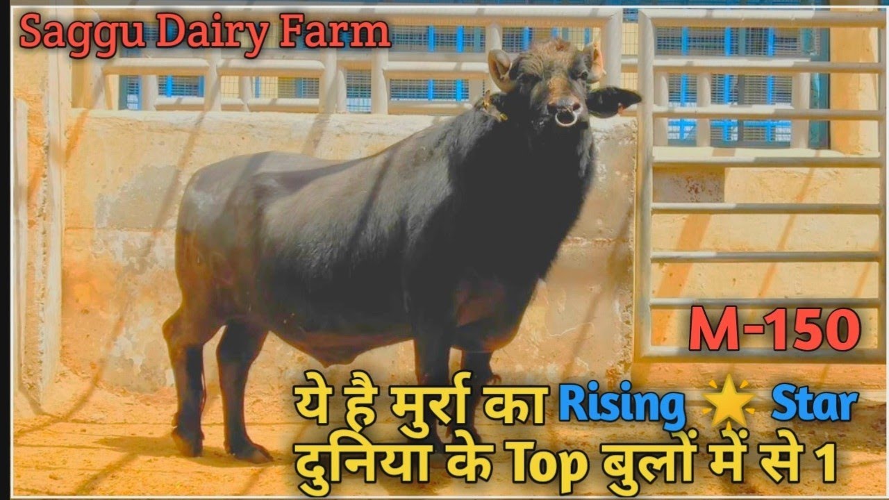 ये है मुर्रा के नायाब हीरेM 150 A Supirear Pedigree Recorded Murah Bull From HLDB Semen Bank HSR