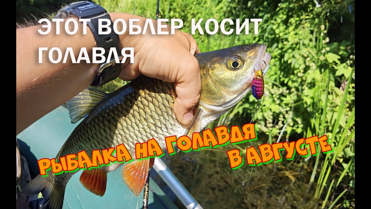 ЭТОТ БЮДЖЕТНЫЙ ВОБЛЕР ДОЛЖЕН БЫТЬ У КАЖДОГО ГОЛАВЛЯТНИКА!!!
