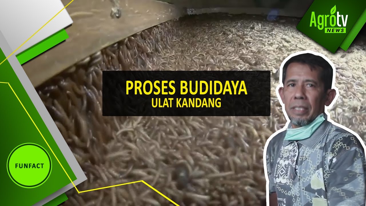 Proses budidaya Ulat Kandang