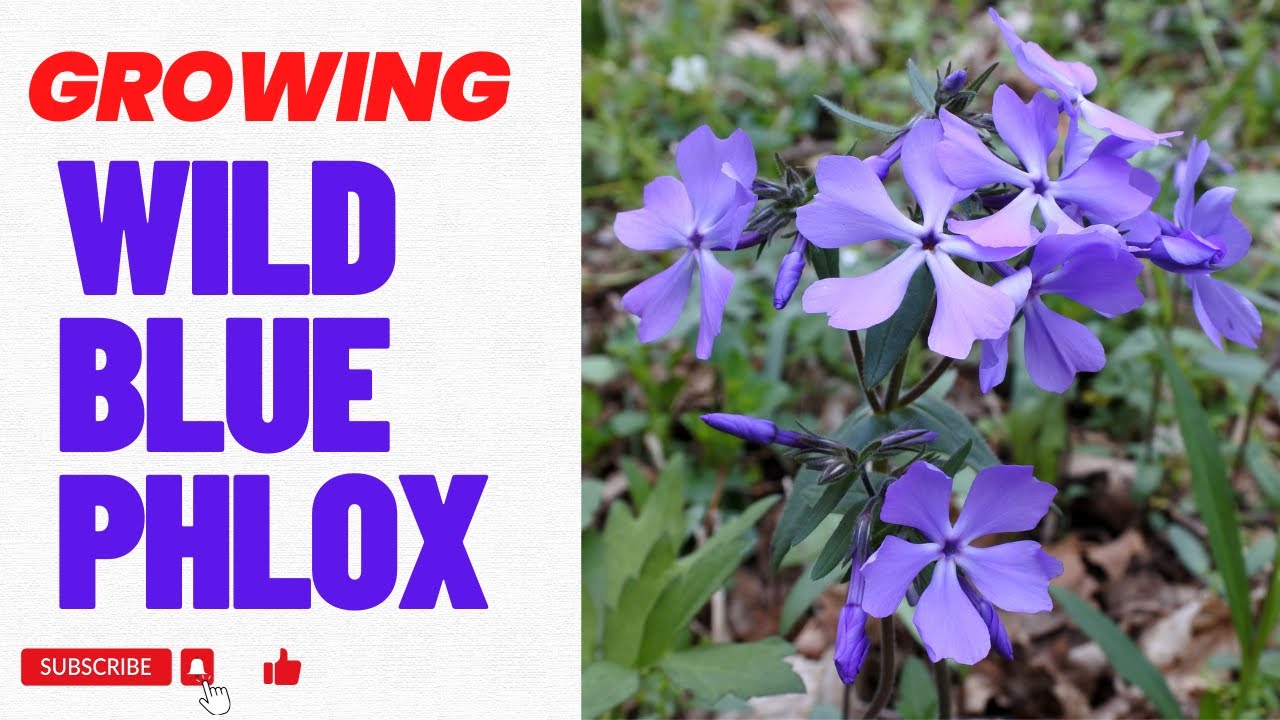 Growing Wild Blue Phlox: Tips and Tricks for a Vibrant and Resilient Plant
