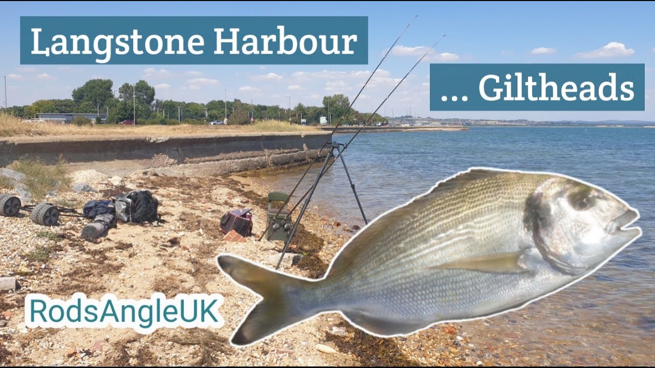 LANGSTONE HARBOUR …. GILTHEADS