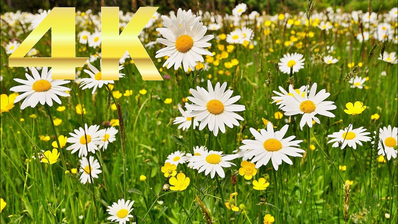 【4K】Meadow Flowers 💚 with Blue Danube Waltz by Johann Strauss Jr.Awesome Nature with Classical music