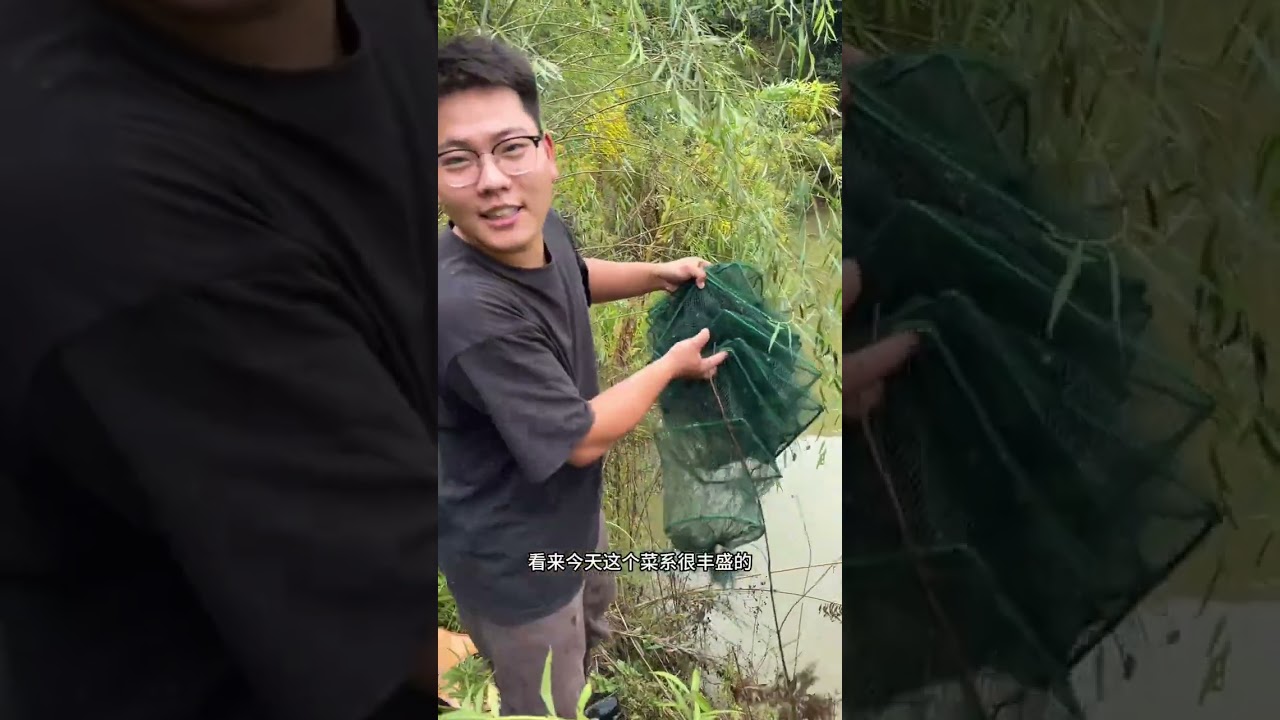 三年前养了100个甲鱼在塘里，抓不到咱就抽水！ 加拿大一枝黄花泛滥成灾没法治理啊#我的乡村生活 #入侵物种#户外捕鱼 #星乡村星农人 #鸡小邵