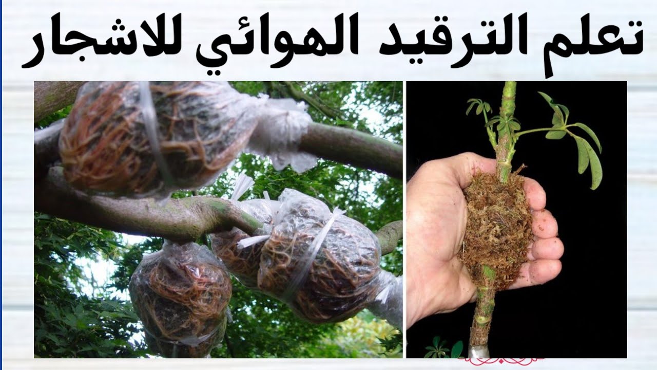 تعلم بسهولة الترقيد الهوائي اسهل طريقة لإكثار الاشجار و نباتات الزينة