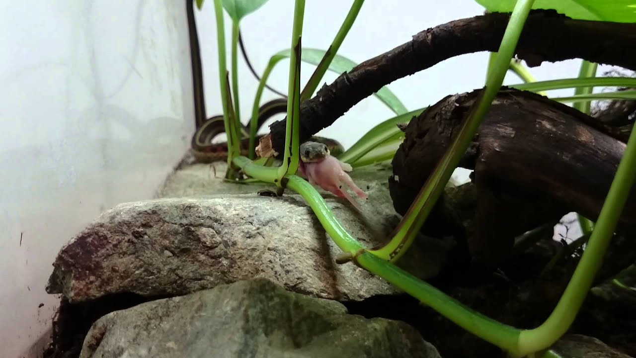 Thamnophis s. parietalis great feeding response
