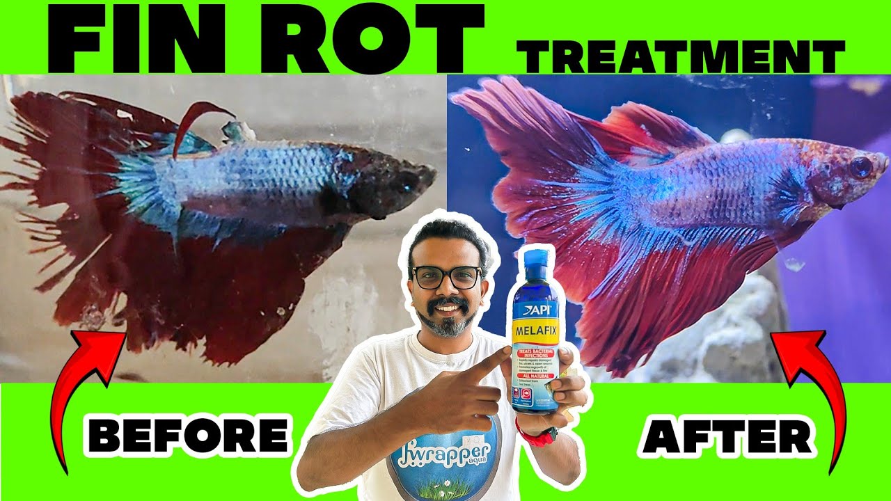 Fin Rot Treatment for Fishes || API Melafix