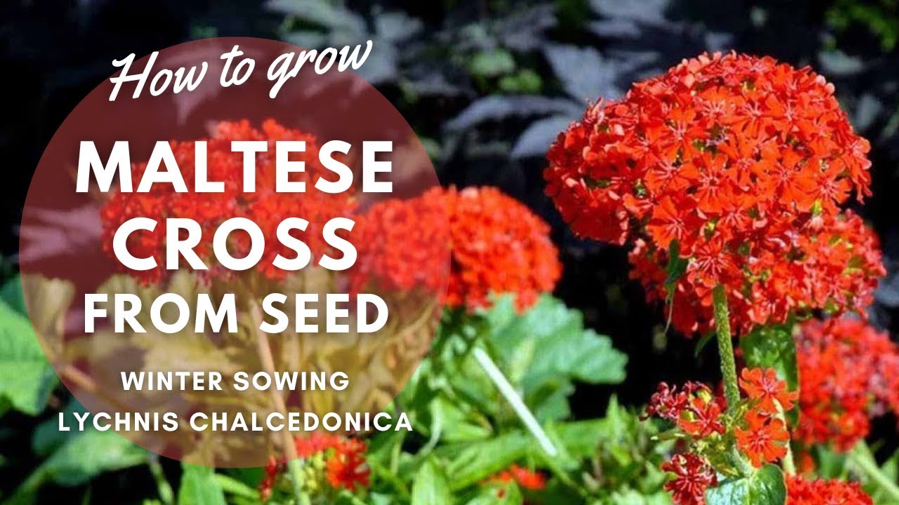 How to Grow Maltese Cross from Seed to Sprout | Winter Sowing |&nbsp;Perennial Garden