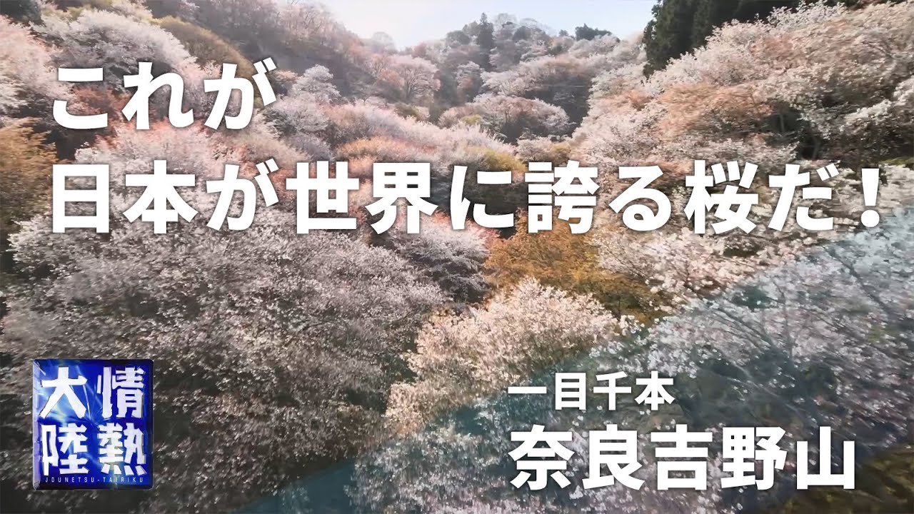 【絶景】美しすぎる千本桜（奈良吉野山）