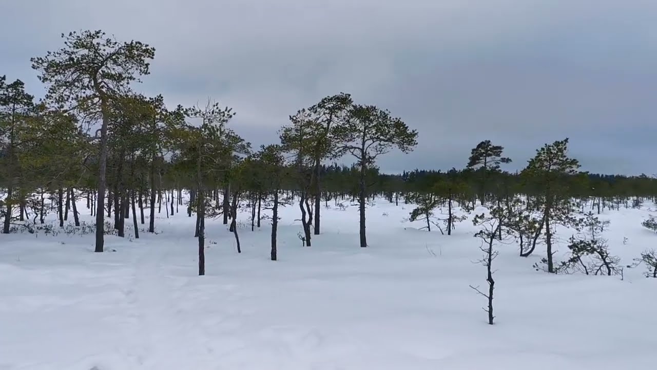 Quiet winter walk through forest and wetlands
