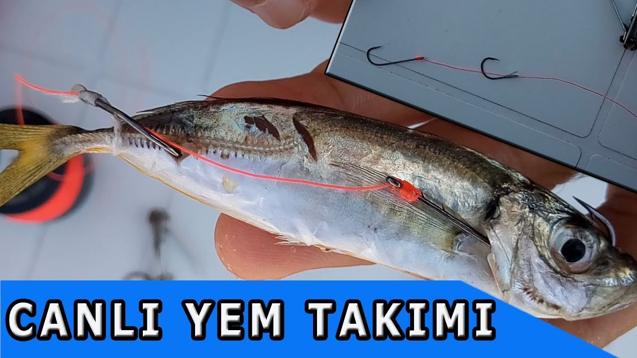 GEZER İĞNELİ  CANLI YEM OLTA TAKIMI : Balık Avı ve Teknikleri