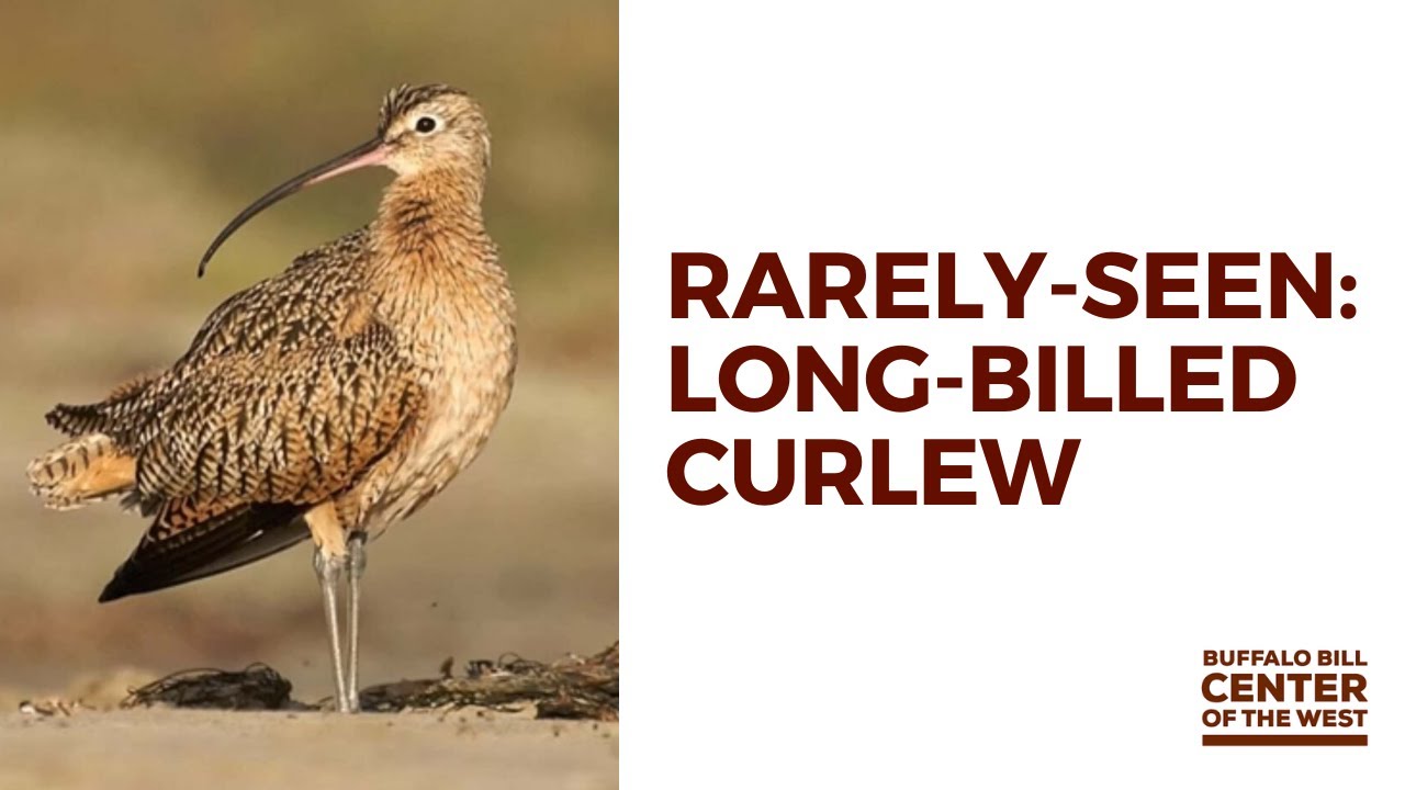 Backyard Briefings  |  Long-Billed Curlew