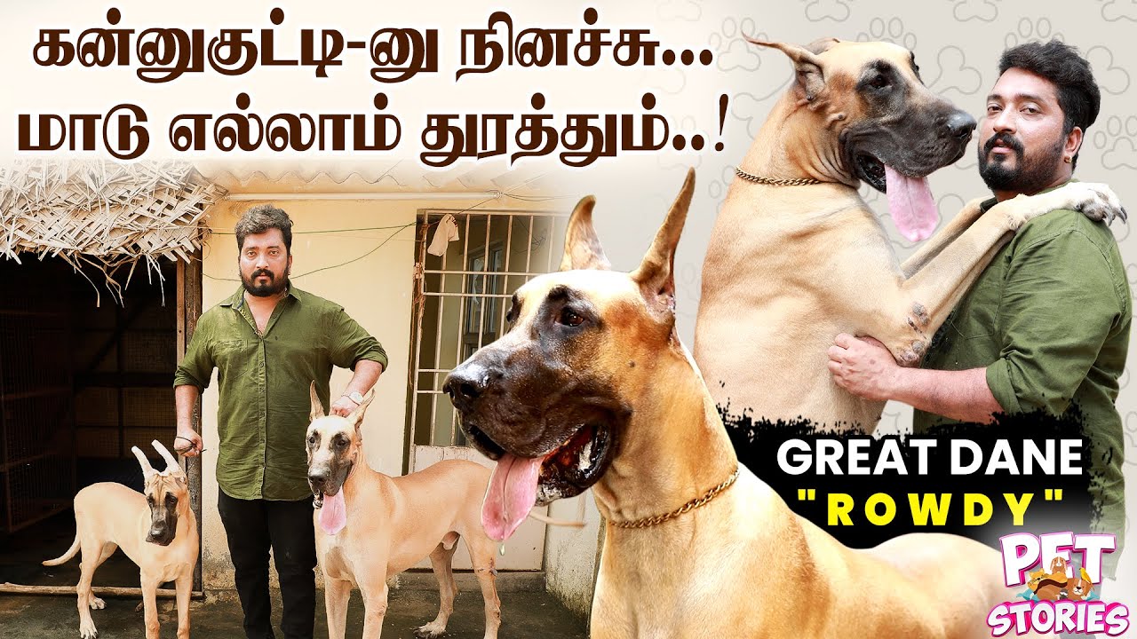 Dog-க்கு Supplement கொடுத்தா நல்லா வளரும் - GREAT DANE ROWDY | Pet Story | IBC Tamil