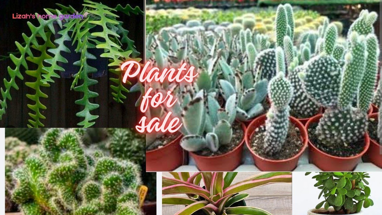 Plants for sale, limited stock, #youtube #plants #garden #gardening #plantlover#gardenplants 