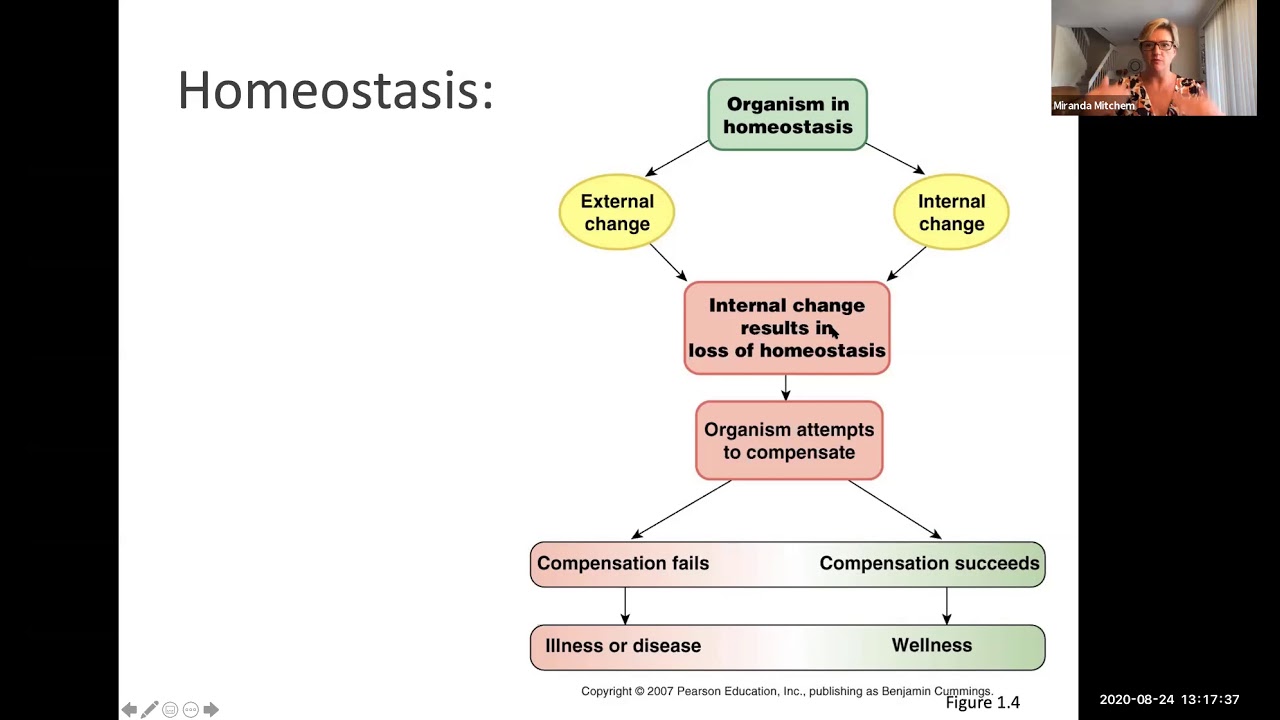 Physiology Chapter 1 lecture