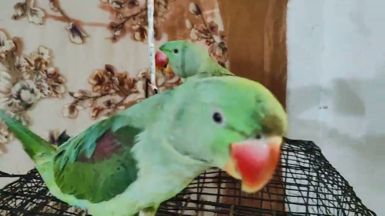 #Parrot training #viral video# Mitthu#💐🦜🦜🦜 Mitthu# Mitthu Mitthu#🙏🙏🌺🦜🦜🦜🌺🙏🙏