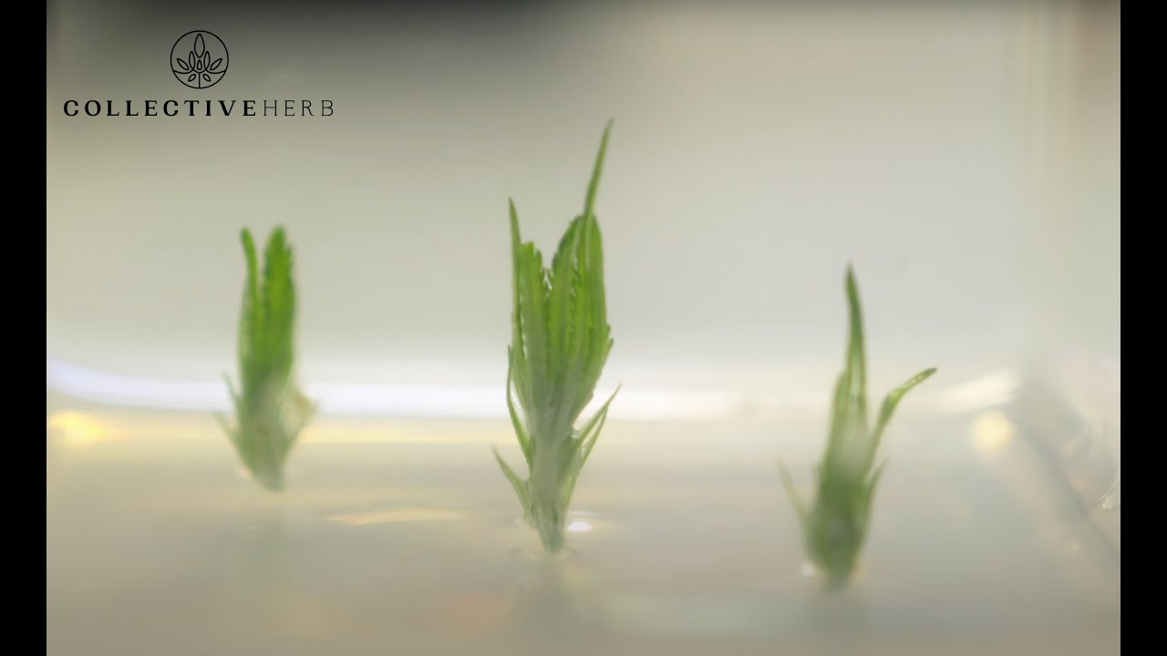 Transform Your Cannabis Cultivation: Tissue Culture & Consulting Services