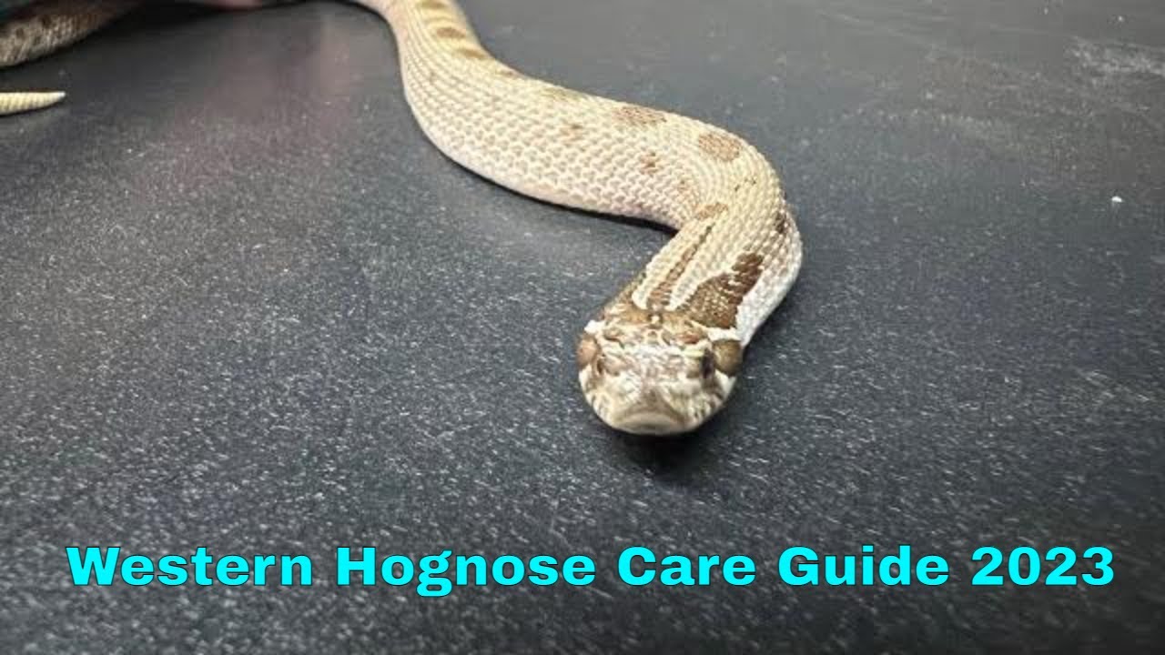 Western Hognose Care Guide 2023