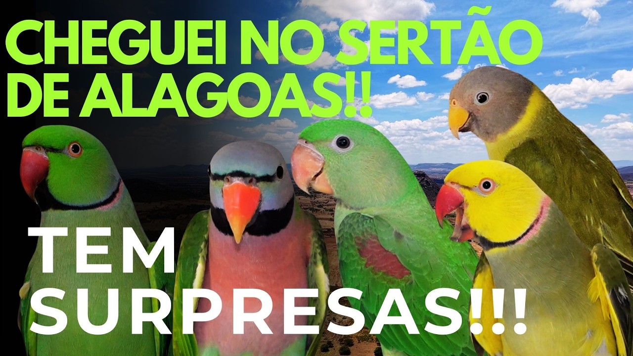 ENCONTREI AVES INCRÍVEIS NO SERTÃO DE ALAGOAS!!!