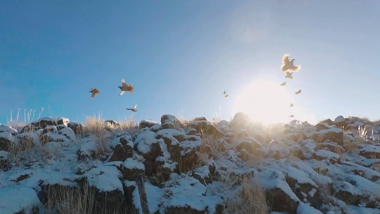 A Chukar Christmas Hunt 2023
