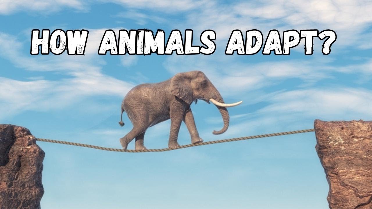 How Animals Adapt to Extreme Environments ? Survival of the Fittest