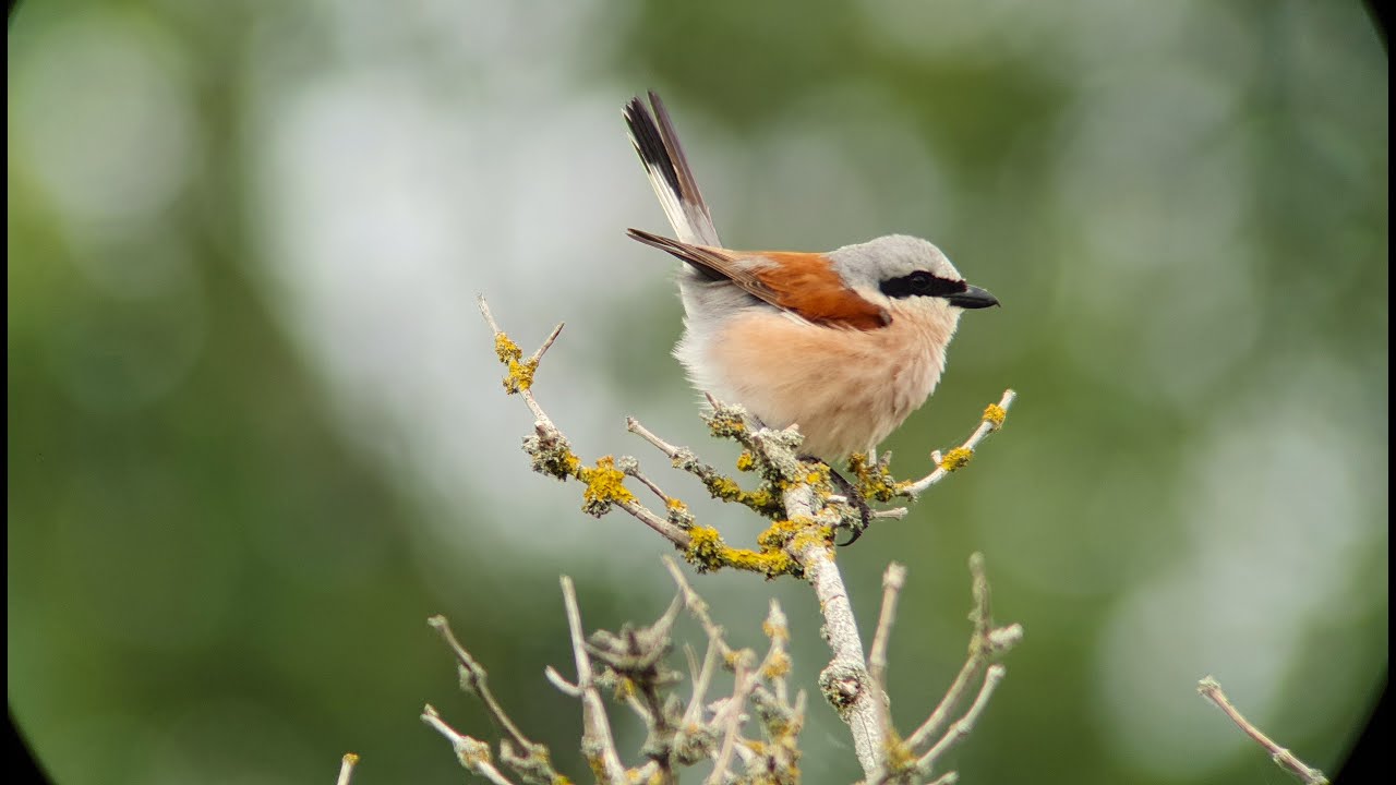 ZEISS and Samsung Galaxy  Digiscoping Nature  July 2025   Part 2    4k
