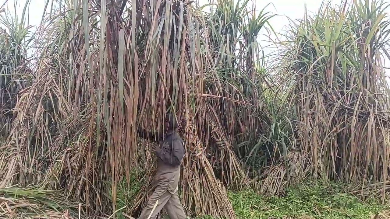 किसान ने की आज खेत में बहुत मेहनत 🌾🌾🙏