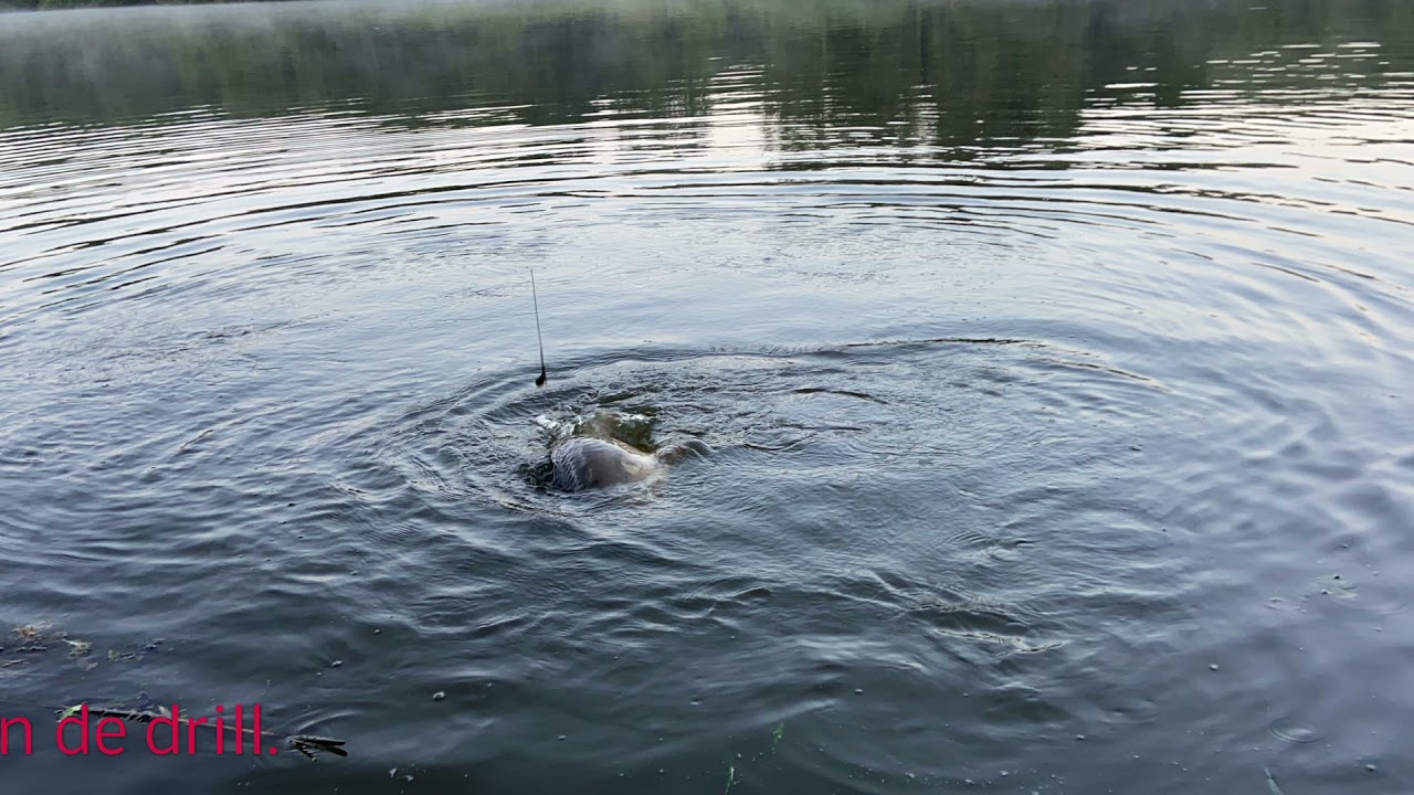 E-S Carp Rotterdam: Weekendsessie in eigen stad