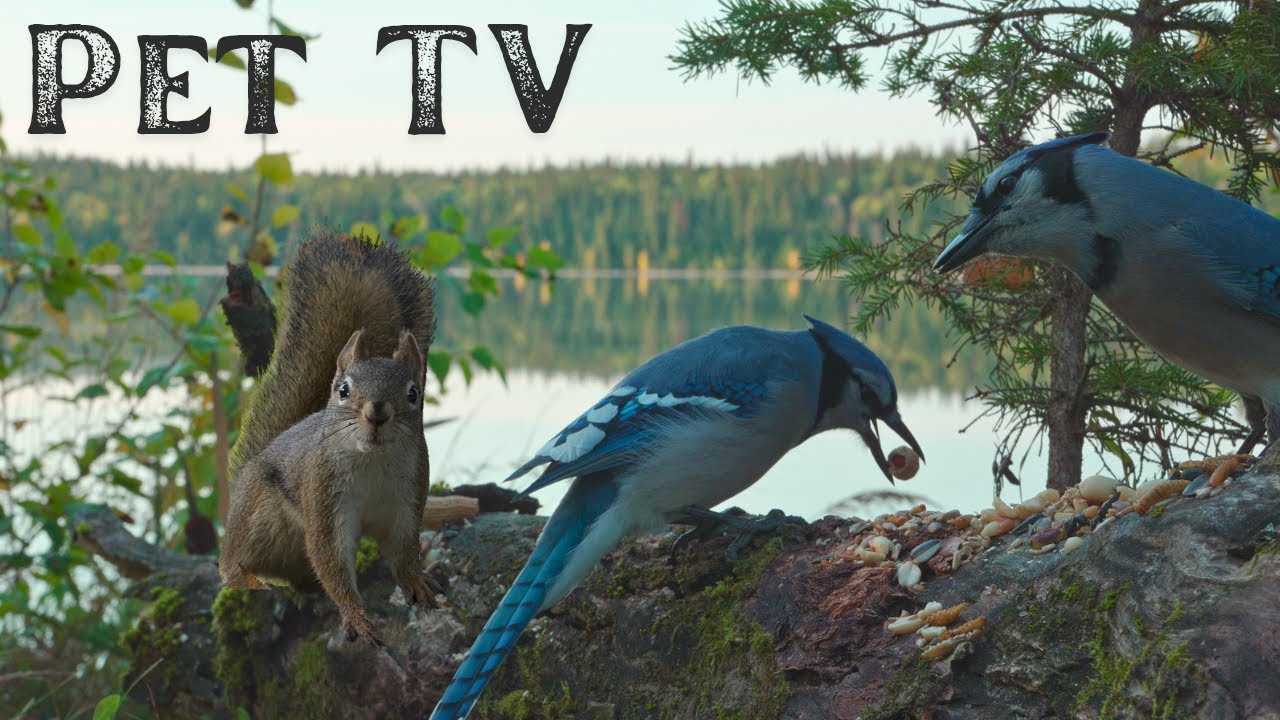 Weekend Watch - 8 Hours of Lakeside Squirrels and Birds