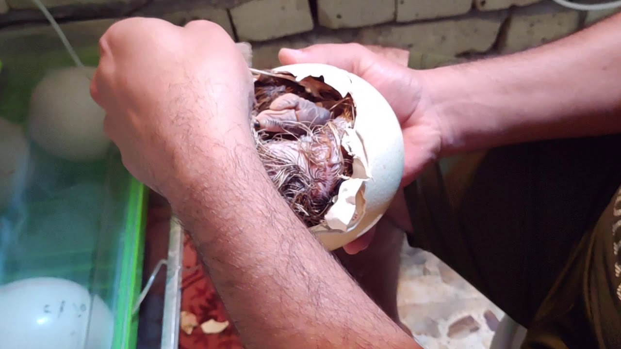 تفقيس بيض نعام مساعدة فرخ او🐣 صوص النعام على الخروج من البيضة😍