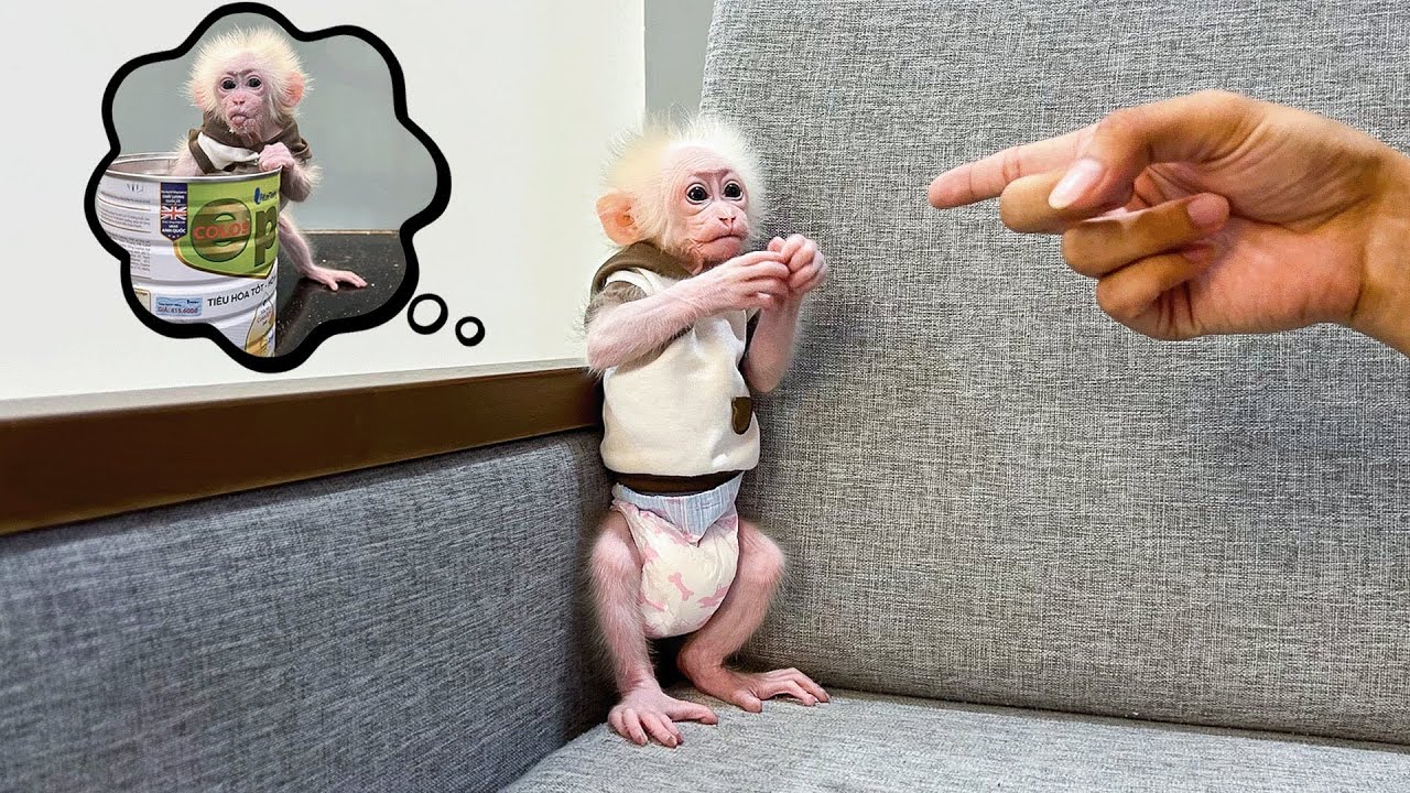 Dad got angry because Monkey Baby Molly didn't listen