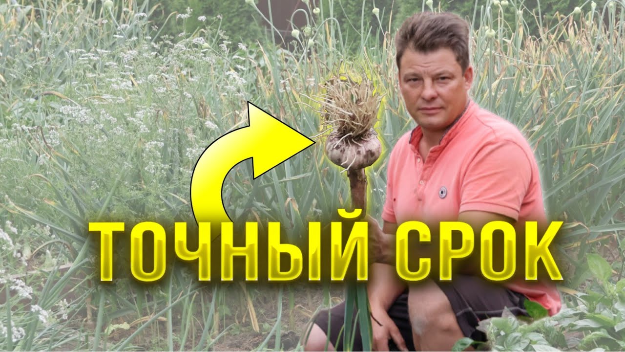 Пора копать или    Точная дата выкопки озимого чеснока   для любого региона