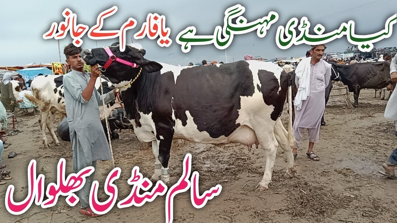 Salam Mandi Bhalwal Jarsey Australian Frezian cross breed cows review !Ali Best