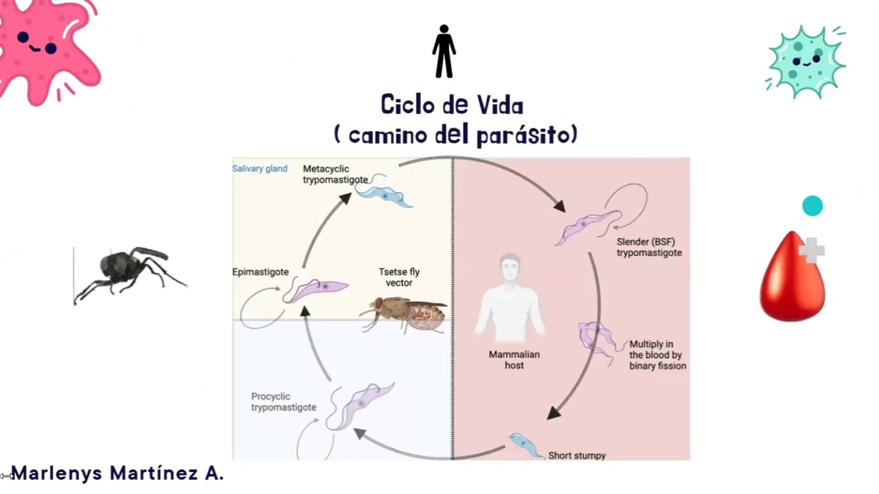 Exposición grupo 5 parasitología sección Z02