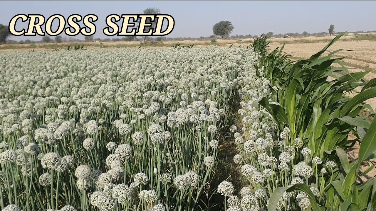 Cross onion seed part2