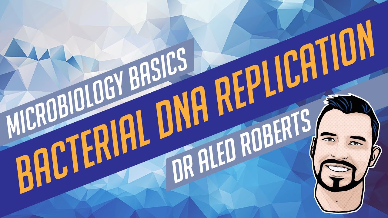 Bacterial DNA Replication [Microbiology Basics]