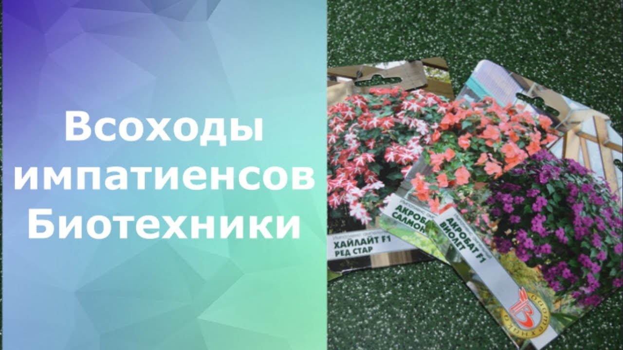 Всходы импатиенсов от Биотехники