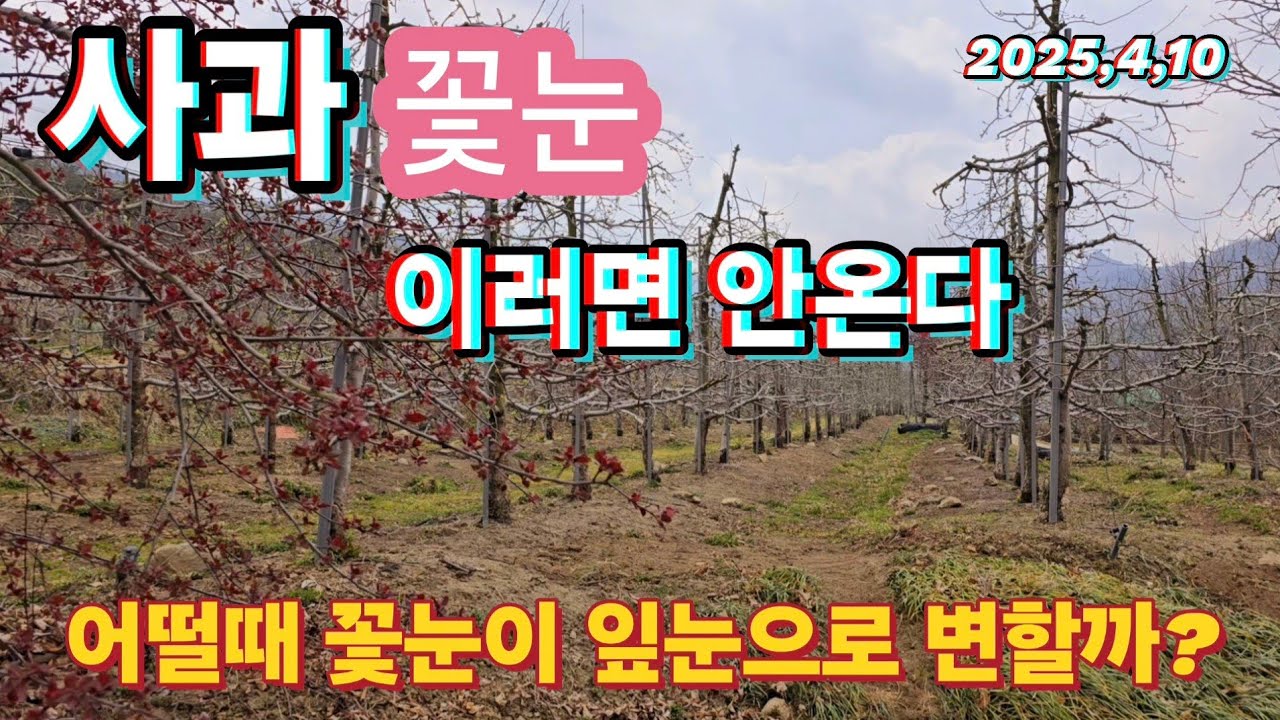 어떨때 꽃눈이 잎눈으로 변할까?/사과나무 이렇게 키우면 꽃눈이 안온다/꽃눈 안오는 이유