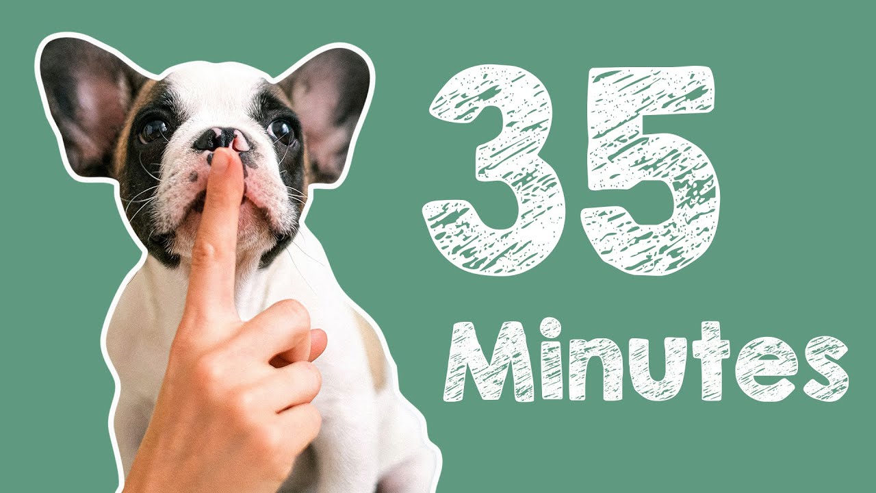 35 Minute Timer - Barking Dog Alarm