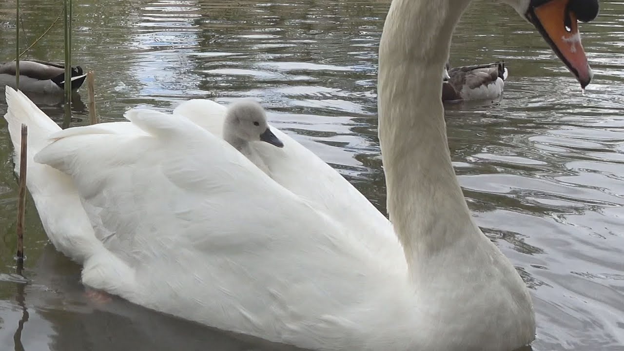 Adorable 5 day old cygnet rides piggyback with Dad.